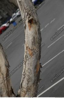 tree bark 0002